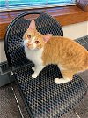 adoptable Cat in portland, OR named Gomer