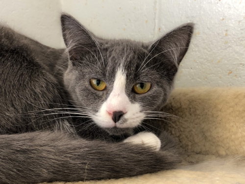 Sienna, Adult Domestic Short Hair / Mixed, cat for adoption in Portland, Indiana