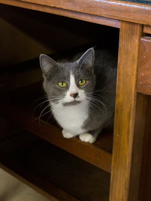 SIENNA - Domestic Short Hair available for adoption