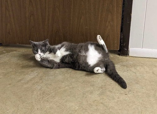 SIENNA - Domestic Short Hair available for adoption