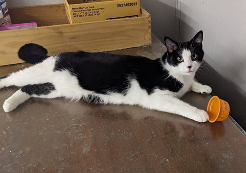 JUNIOR MINT - Domestic Short Hair available for adoption
