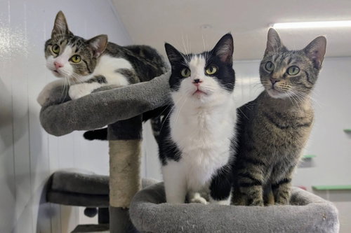 Junior Mint, Adult Domestic Short Hair / Mixed, cat for adoption in Portland, Indiana