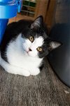 adoptable Cat in portland, IN named Junior Mint