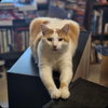 Finley - Photo 1