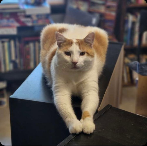 FINLEY - Domestic Short Hair available for adoption