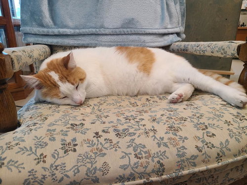 FINLEY - Domestic Short Hair available for adoption