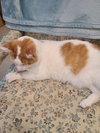 Finley - Photo 3