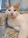 Finley - Photo 4