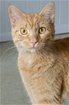 adoptable Cat in portland, IN named Sunflower