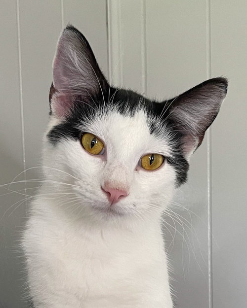 picture of the cat needing adoption