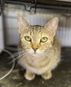 adoptable Cat in portland, IN named Ravioli