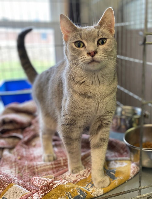 LIBERTY - Domestic Short Hair available for adoption