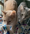 Liberty - Photo 4