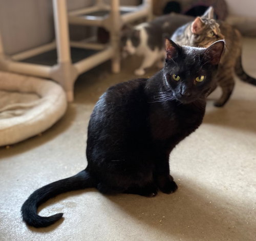 GRANITE - Domestic Short Hair available for adoption