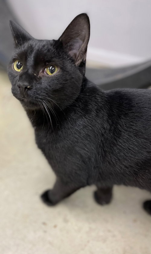 GRANITE - Domestic Short Hair available for adoption