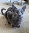 adoptable Cat in portland, IN named Slate