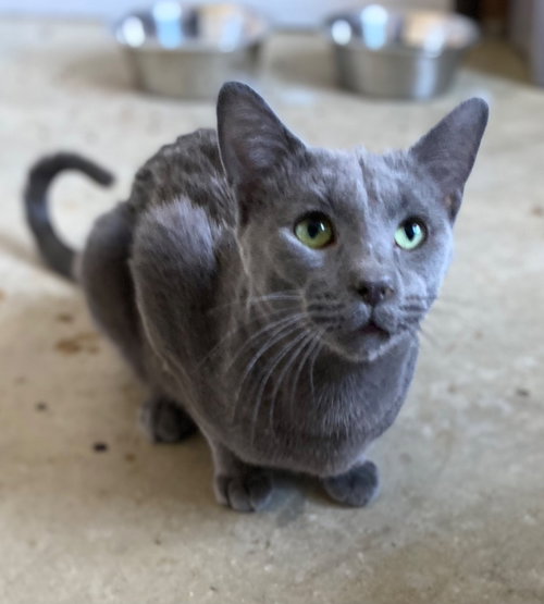 SLATE - Domestic Short Hair available for adoption