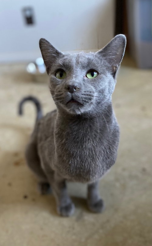SLATE - Domestic Short Hair available for adoption