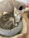 adoptable Cat in portland, IN named Popcorn