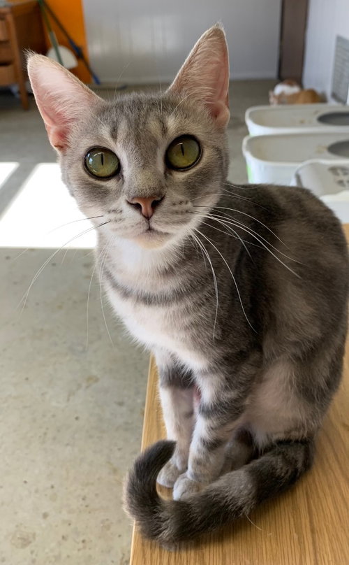 POPCORN - Domestic Short Hair available for adoption