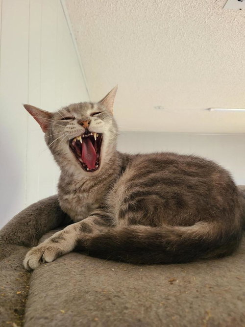 POPCORN - Domestic Short Hair available for adoption