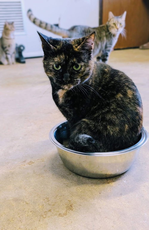 Ruby, Adult Domestic Short Hair / Mixed, cat for adoption in Portland, Indiana