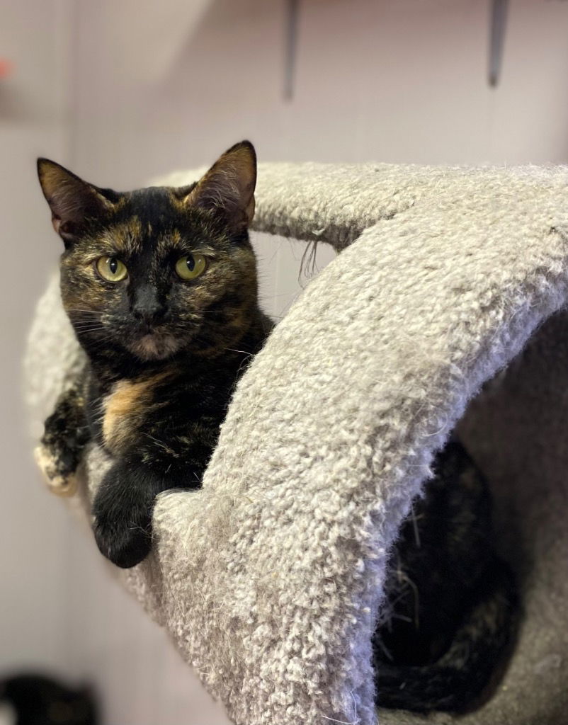 adoptable Cat in Portland, IN named Ruby