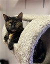 adoptable Cat in portland, OR named Ruby
