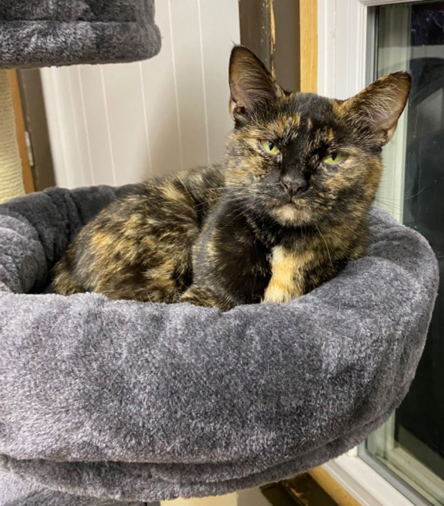 adoptable Cat in Portland, IN named Ruby