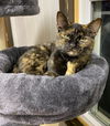 adoptable Cat in portland, IN named Ruby