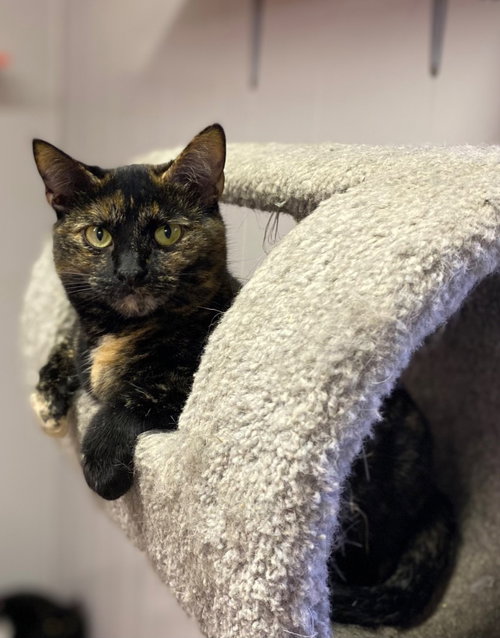 RUBY - Domestic Short Hair available for adoption