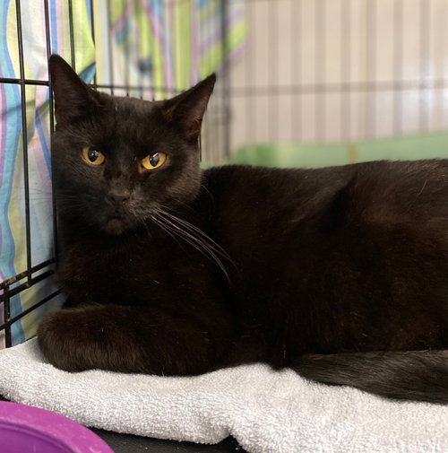 SECRET - Domestic Short Hair available for adoption