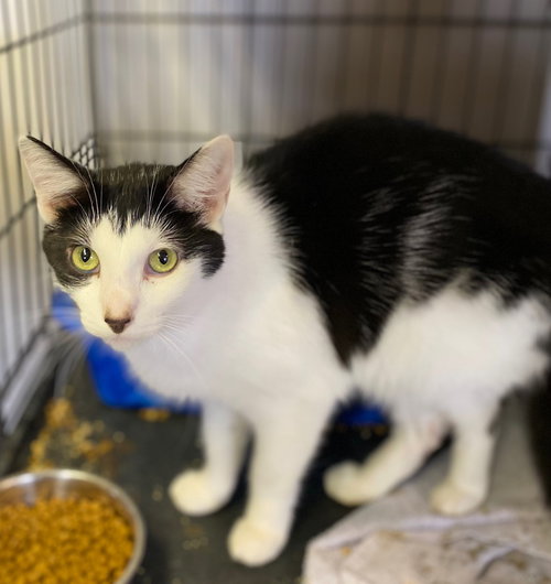 ROOT BEER - Domestic Short Hair available for adoption