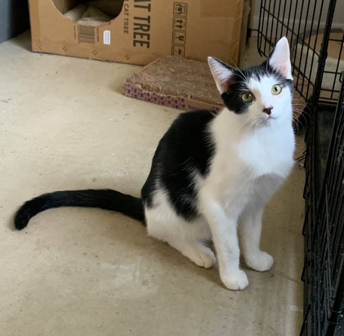 ROOT BEER - Domestic Short Hair available for adoption