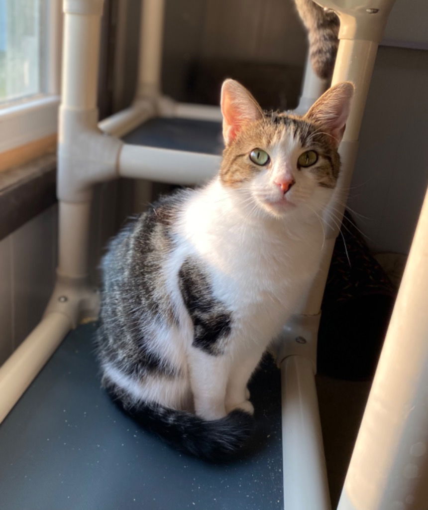 adoptable Cat in Portland, IN named Sunshine