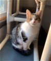 adoptable Cat in portland, IN named Sunshine