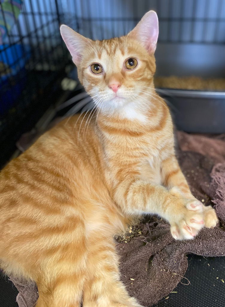 adoptable Cat in Portland, IN named Tang