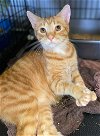 adoptable Cat in portland, OR named Tang