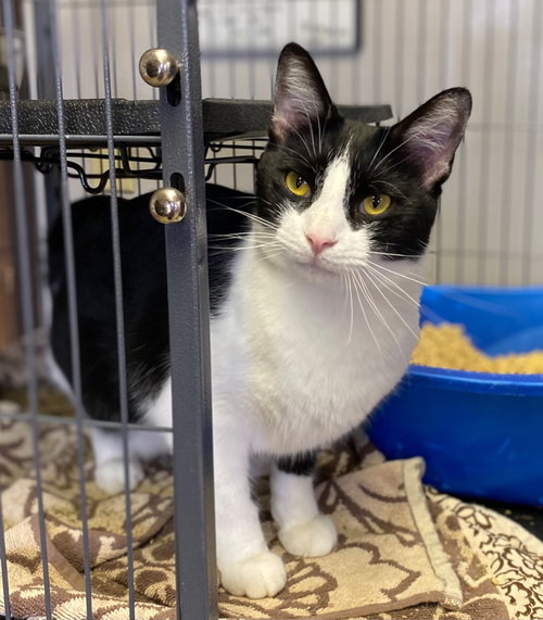 REBEL - Domestic Short Hair available for adoption