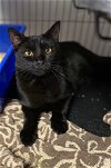 adoptable Cat in portland, OR named Tempest