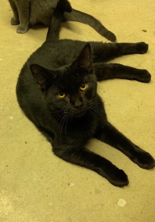 TEMPEST - Domestic Short Hair available for adoption