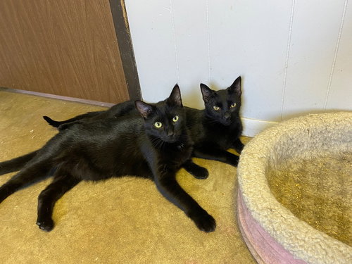TEMPEST - Domestic Short Hair available for adoption