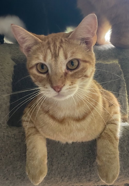 Diamond, a cat for adoption from Midwest Pet Refuge