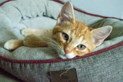 DIAMOND - Domestic Short Hair available for adoption