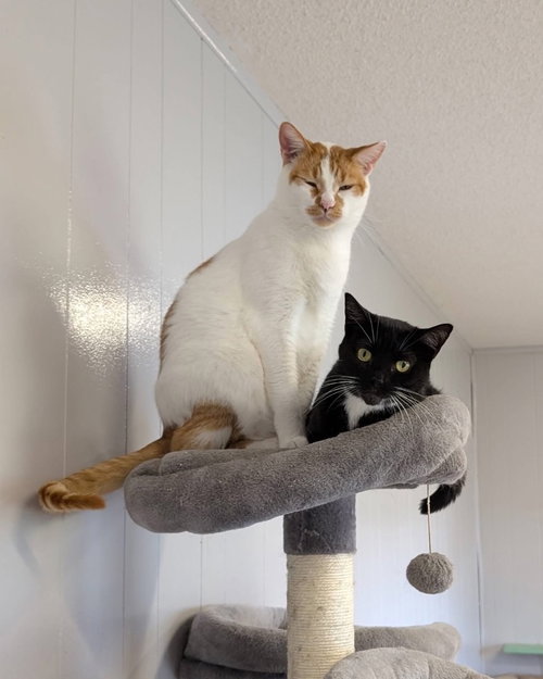 Chips, Adult Domestic Short Hair / Mixed, cat for adoption in Portland, Indiana
