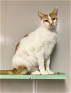 adoptable Cat in portland, OR named Chips