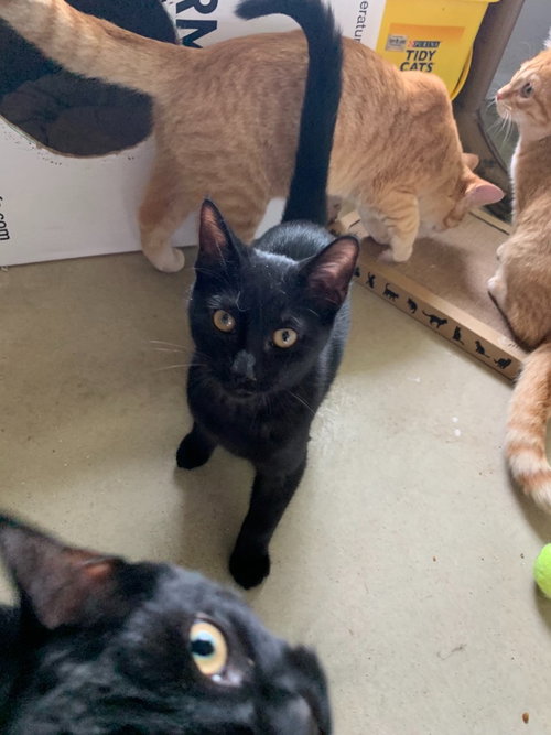 LOU - Domestic Short Hair available for adoption