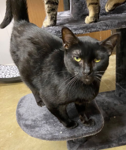 LOU - Domestic Short Hair available for adoption