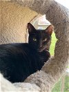 adoptable Cat in portland, OR named Jane Bennet