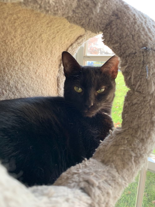 JANE BENNET - Domestic Short Hair available for adoption